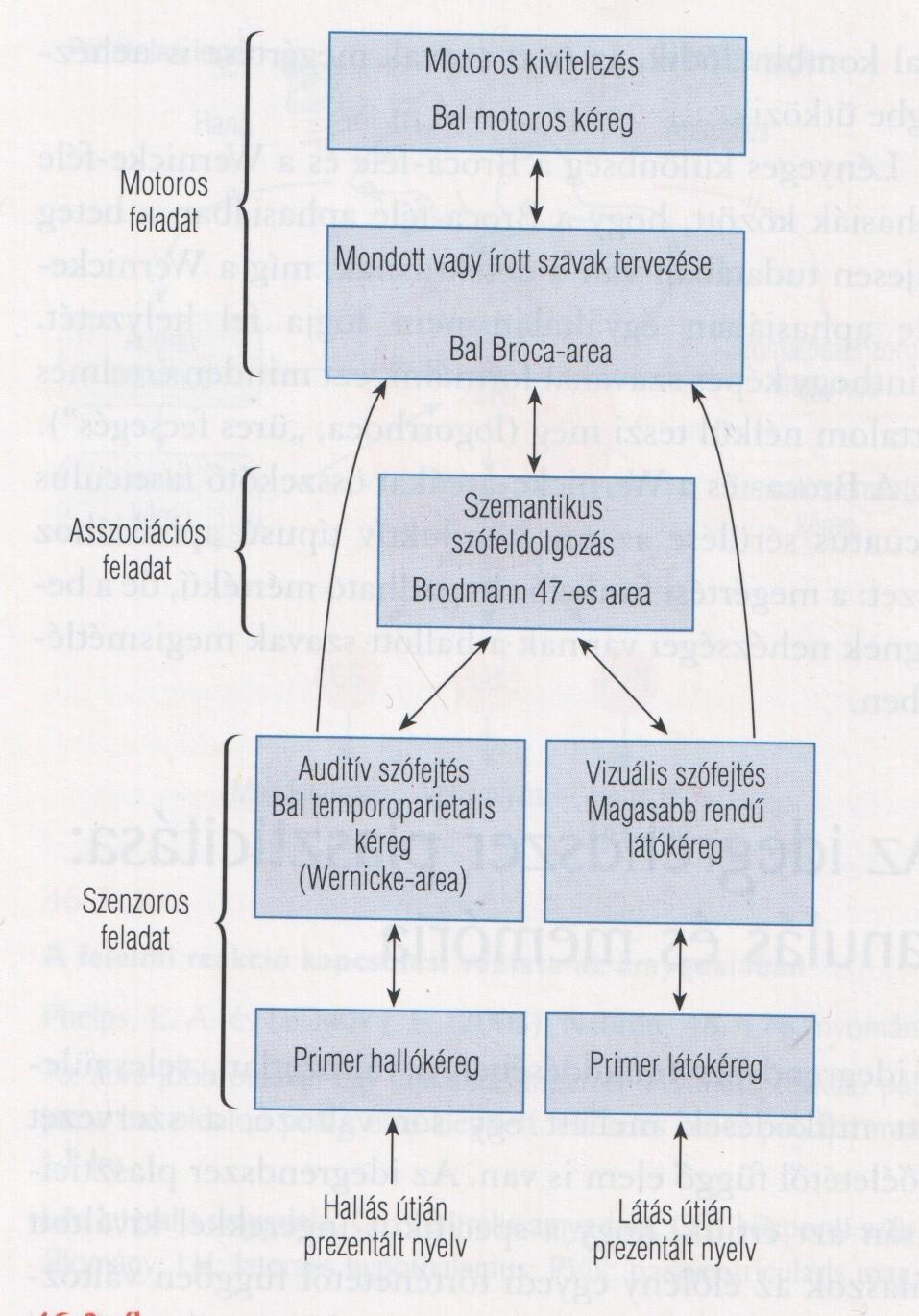 A beszéd idegrendszeri szervezése: A hallás és látás útján érkező szöveg eltérő modalitásspecifikus pályákon keresztül éri el a Broca areát.