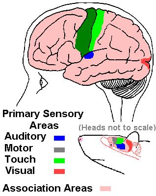 Asszociációs kéreg funkciója: Olyan mentális tevékenységek színhelye, amelyek a szenzoros stimulus alapvető tulajdonságainak (szín, forma, frekvencia) detektálásánál komplexebb.