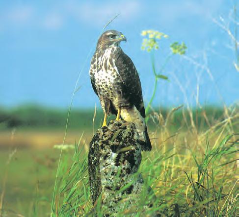 Igen szapora emlős [9] A fácán földön fészkel, kicsinyei