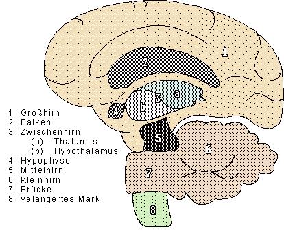 Az emberi agy. Nagyagy 2. Kérges test 3.