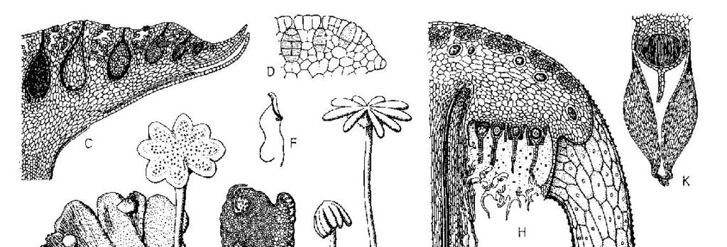 MÁJMOHÁK (Hepatophyta) A csillagos májmoha (Marchantia polymorpha) fejlődésmenete a megtermékenyítés vízhártyában zajlik!