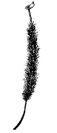 befedik Dawsonia papuana tok aszimmetrikus és lapított, nagytermetű (50 cm) Buxbaumia aphylla levéltelen koboldmoha (<1 cm) a gametofiton