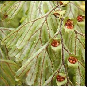 (hártyapáfrány) - Hymenophyllaceae A levelek egy sejtrétegűek, a