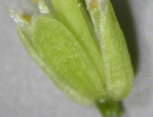 M. Arabidopsis virág termő mikrofotó