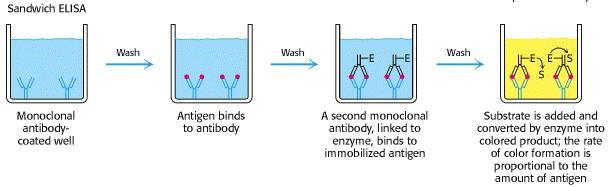 Szendvics ELISA Az edény aljára ellenanyagot kötnek, a nemspecifikus kötőhelyeket blokkolják Felviszik a mintát