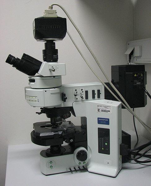 Mikroszkópos technikák Fluoreszcens mikroszkóp Lézerrel gerjesztik a mintát, majd az indukált fluoreszcens fényt detektálják (a fényforrás maga a minta) Epifluoreszcens