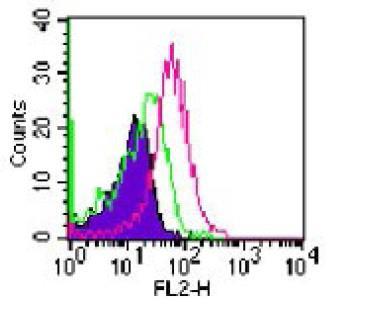 Áramlási citometria Hisztogram: azonos fluoreszcens intenzitású sejtek száma Események száma: ha ez nő, akkor több sejt expresszálja a vizsgált fehérjét (mennyi sejt)