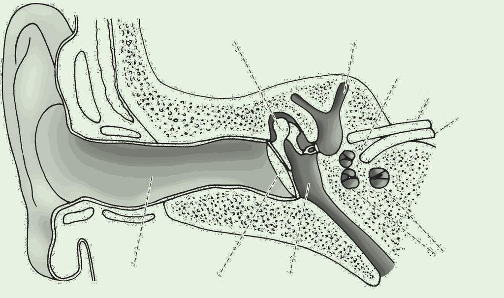 IV_SV tordelt NYOMDAI_Layout 1 2011.02.17. 16:39 Page 22 4. Alapismeretek a hallás és a hallássérülés tárgyköréből hallócsontocskák ductus semilunaris belső fül n. facialis n.