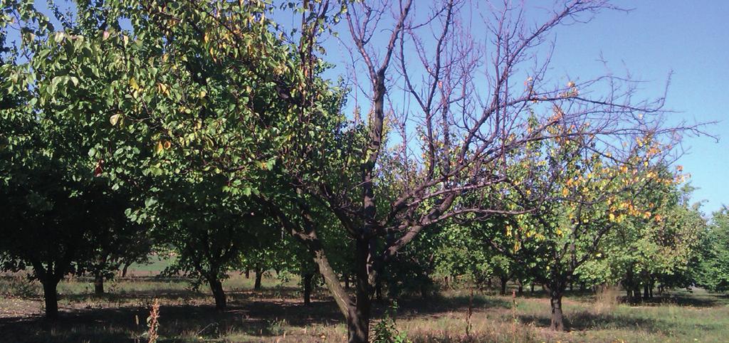 A kajszibarack fák hirtelen száradása és pusztulása tapasztalható, főként a harmadik-hatodik termesztési évben, május-június hónapban. A csonthéjasok (főleg a kajszi) pusztulásának fő okozója.