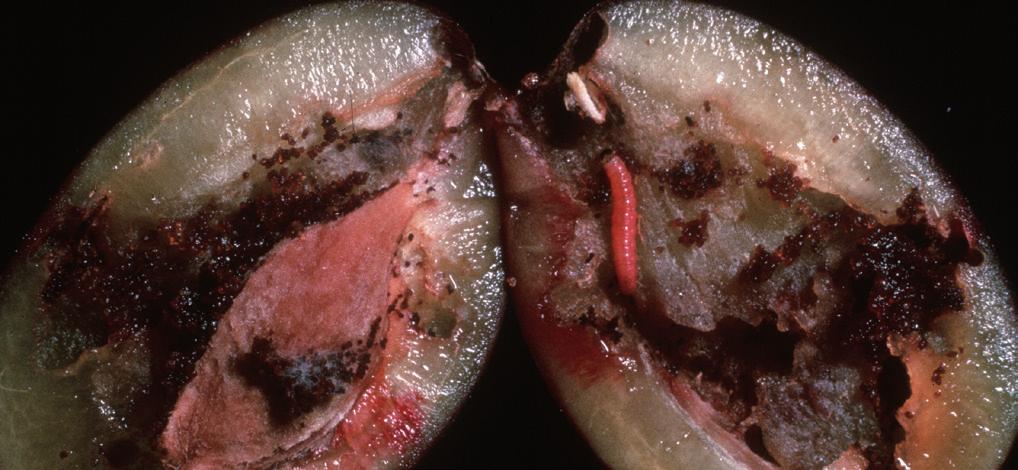 Hernyó, imágó: A lárva 10-12 mm hosszú, pirosas sötétbarna fejjel (a fiatal lárvák csontfehérek).