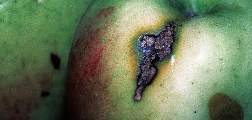 A gyümölcstermesztésben elterjedt kártevő almán és meggyen, de más almatermésű és csonthéjas fajok is tápnövényei. Tömeges elszaporodás esetén a lombfelület nagy részét elpusztítják.