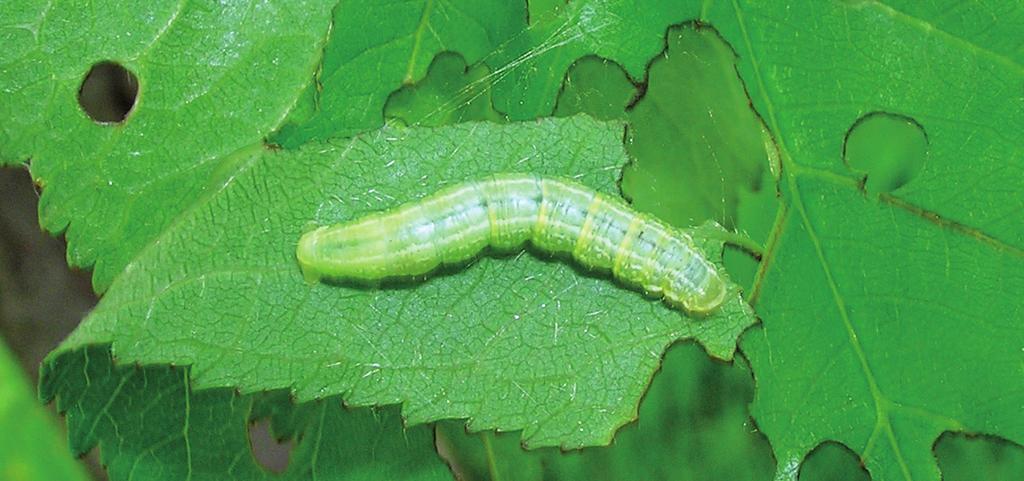 Kis téli araszoló Cserebogarak Operophtera brumata Melolontha melolontha, M.