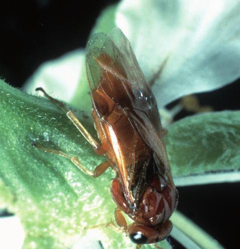 cerasi május közepétől, míg a Rh. cingulata júniusban kel ki a bábokból.