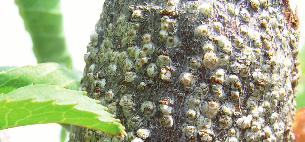 Az erőteljes mézharmat-kiválasztás beszennyezi a gyümölcsöket, mert megtelepszik rajtuk a korompenész. A fejlődő gyümölcsök lehullnak. Tetvek: A nőstények kékes-zöldek, fehér viaszréteggel bevonva.