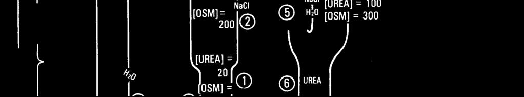 nephronban (az