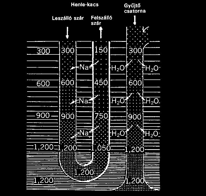 A velőállomány ozmotikus nyomásának négyszeresre történő feldúsulását a következõ
