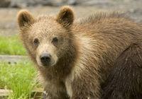 Barna medve Mindenevő Nem jellemző a territoriális viselkedés Alapvetően magányos állatok,