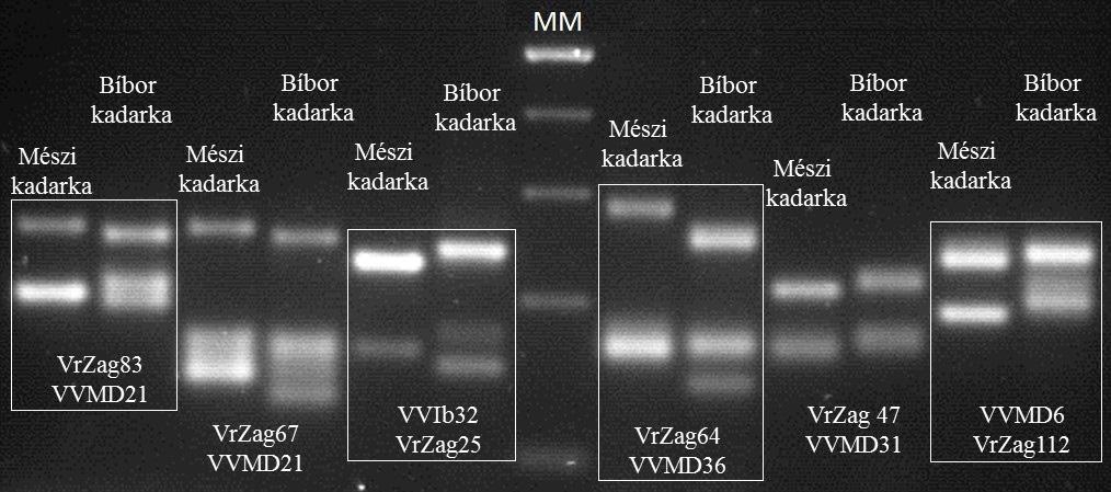 A 32 genotípus 9 SSR lokusz allélméretei alapján szerkesztett dendrogramot a WERNER és munkatársai (2013) publikációban ismertettük.