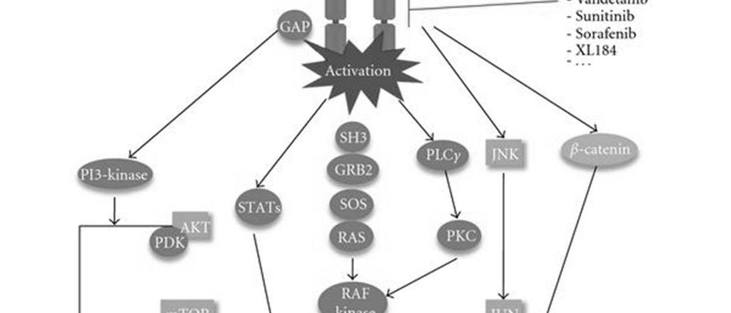 neurotrophic