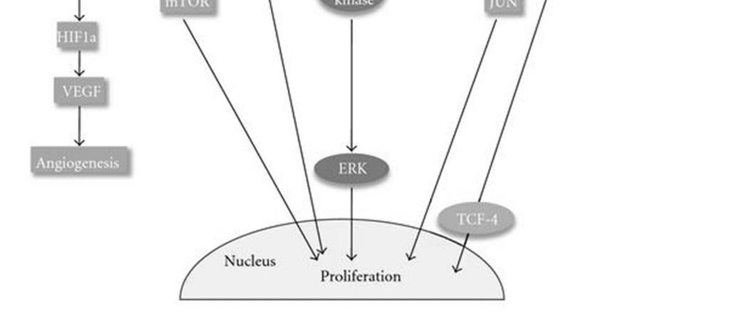 neurturin PSPN=