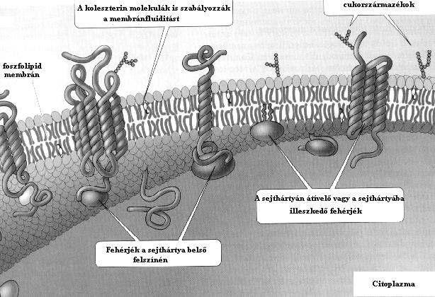 2 2.4. ábra. A membránfehérjék különféle típusai. 2.5. ábra. A sejthártya felépítése sematikusan. 2.6. ábra. Egy transzmembrán motívum szerkezete.