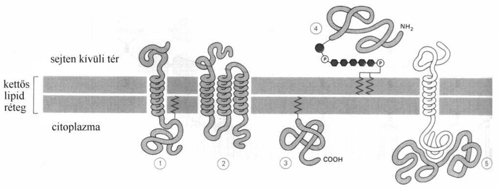 A membránon átível kapcsolat er s és rugalmas: biztosítja a sejthártya integritását, és a kapcsolatot a sejten kívüli molekulákkal.