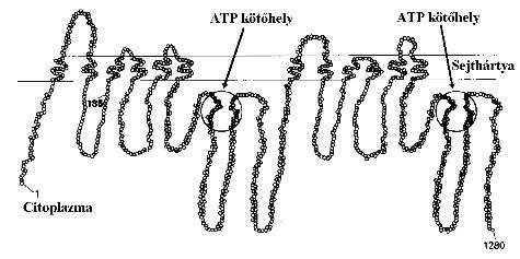 A szarkoplazmatikus retikulum membránjába épült Ca 2+ pumpa tíz transzmembrán domént, ATP-köt, energiageneráló és további funkcionális egységeket tartalmaz (2.12. ábra).