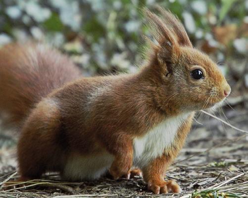 . Mi jut eszedbe a mókusról? Írj vele kapcsolatos szavakat egymás után a füzetedbe! Két perc alatt hányat sikerült gyűjtened? szót. Mit jelenthet a hobbiállat kifejezés? A mókus Eurázsia lakója.