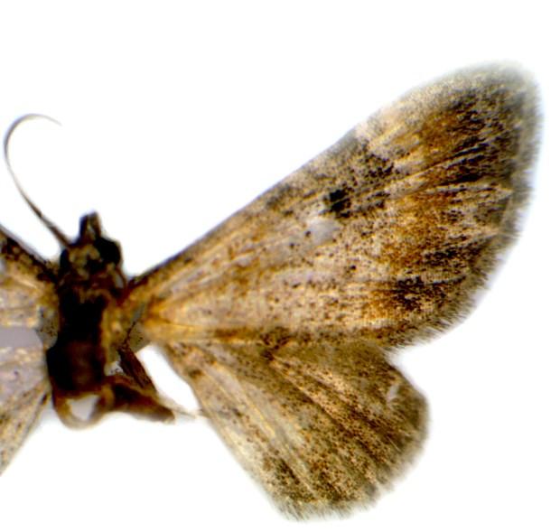 Fig. 2. Eupithecia pulchellata (demaged specimen) -imago (2a), -genitalia (2b). 2a 2b 3 3. ábra.