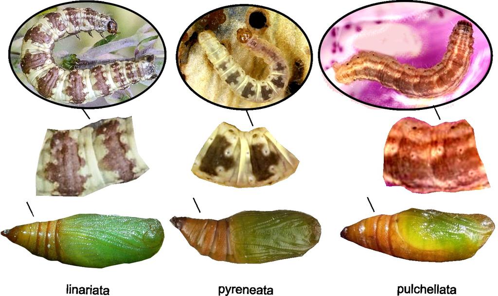 Eupithecia pulchellata: The larvae feed inside the flowers of Digitalis purpurea, consuming the stamens and