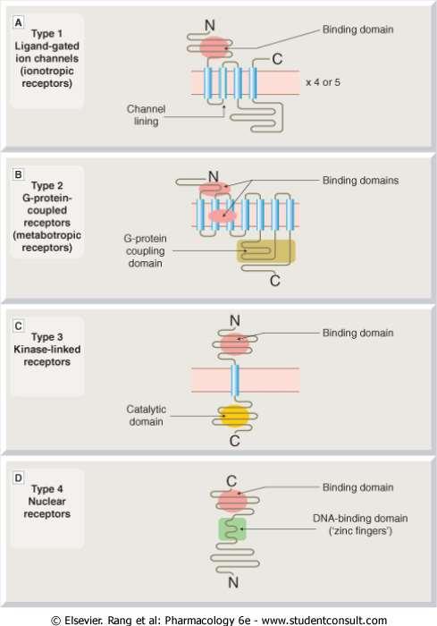 Receptorok osztályozása jelátviteli mechanizmusok alapján 1. Ioncsatornához kapcsolt pl.: ACh nikotin receptorok 2.