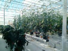 Meglátogattuk a kertészeti egyetem üvegházait is. A teljes egészében geotermikus energiával működtetett üvegházakban minden növény termesztését kipróbálják, kisebb-nagyobb sikerrel.
