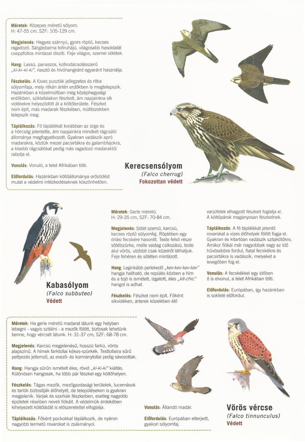 ö is,'--------------------------------------------- Méretek: Közepes méretű sólyom. H: 47-55 cm, SZF: 105-129 cm. Megjelenés: Hegyes szárnyú, gyors röptű, kecses ragadozó.