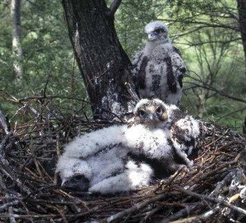 mán a nemzeti park igazgatóság munkatársai végezték a fészek megfigyelését, és arról tájékoztattak, hogy a kerecsenfiókák szépen fejlődnek.