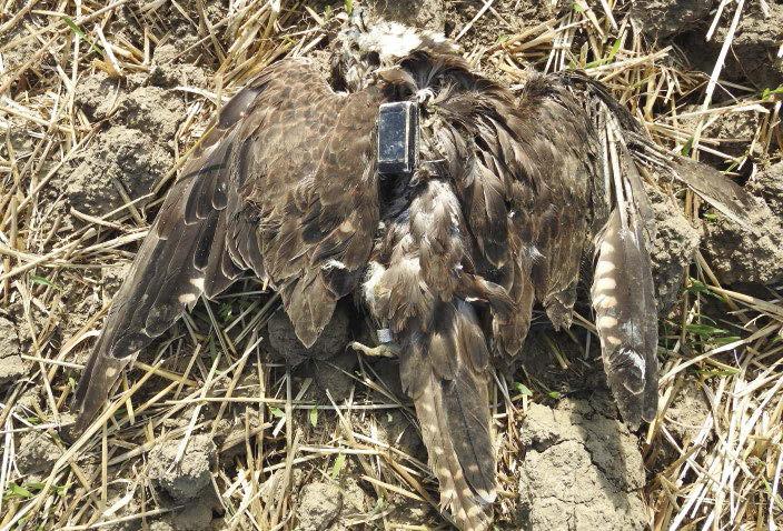 6. ábra: Áramütött, öreg hím kerecsensólyom (Falco cherrug), a SKUA típusú, GPS/GSM/UHF rendszerű jeladójának (Ecotone) segítségével megtalálva (fotó: Prommer Mátyás) / Electrocuted adult male Saker