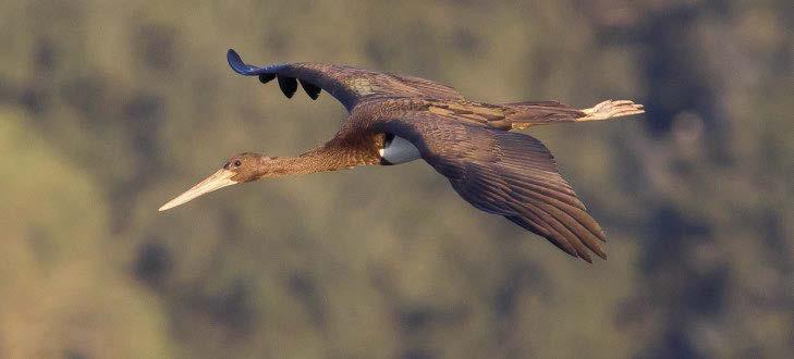 6. ábra: Fiatal fekete gólya (Ciconia nigra) (fotó: Morvai Szilárd ) / Juvenile Black Stork KÖSZÖNETNYILVÁNÍTÁS Köszönet illeti a Feketególya-védelmi Program minden résztvevőjét, a Magyar Madártani