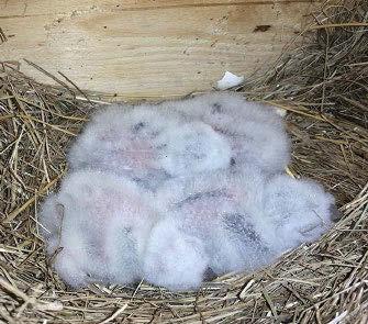 ábra: Füleskuvikok (Otus scops) vércseládában (fotó: Szász László) / Eurasian Scops-owl clutch in a nest-box 2015-ben több érdekes költés is volt a Kiskunság északi részén kihelyezett költőládáinkban.