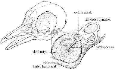 A madarak hallószerve Dr. Tóth László Eszterházy Károly Egyetem, Agrártudományi és Vidékfejlesztési Kar, H 3200 Gyöngyös, Mátrai út 36. E-mail: dr.toth.laszlo@uni-eszterhazy.