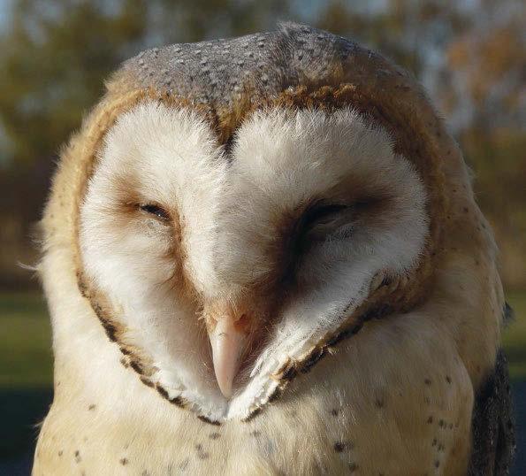 5. ábra: A gyöngybagoly (Tyto alba) a jobb és a bal fülébe érkező hang közti igen kis időeltérést is képes érzékelni: ez akár a másodperc 30 milliomod (!!) része is lehet (fotó: dr.