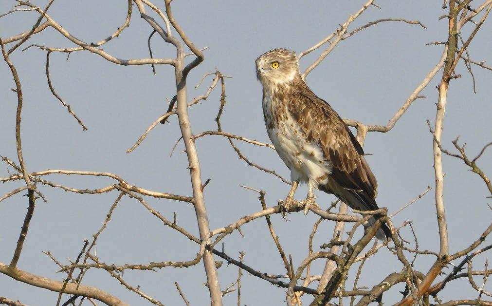 leg korán tönkrement költésük miatt revírj ük et elhagyó öreg madarak jelennek meg és időznek el hosszabban az őszi vonulás megkezdéséig.