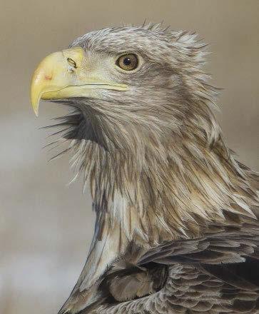 KÖSZÖNETNYILVÁNÍTÁS A terepi adatgyűjtést a nemzeti park igazgatóságok munkatársai, a Magyar Madártani és Természetvédelmi Egyesület tagjai, illetve szervezetekhez nem köthető önkéntesek végezték.