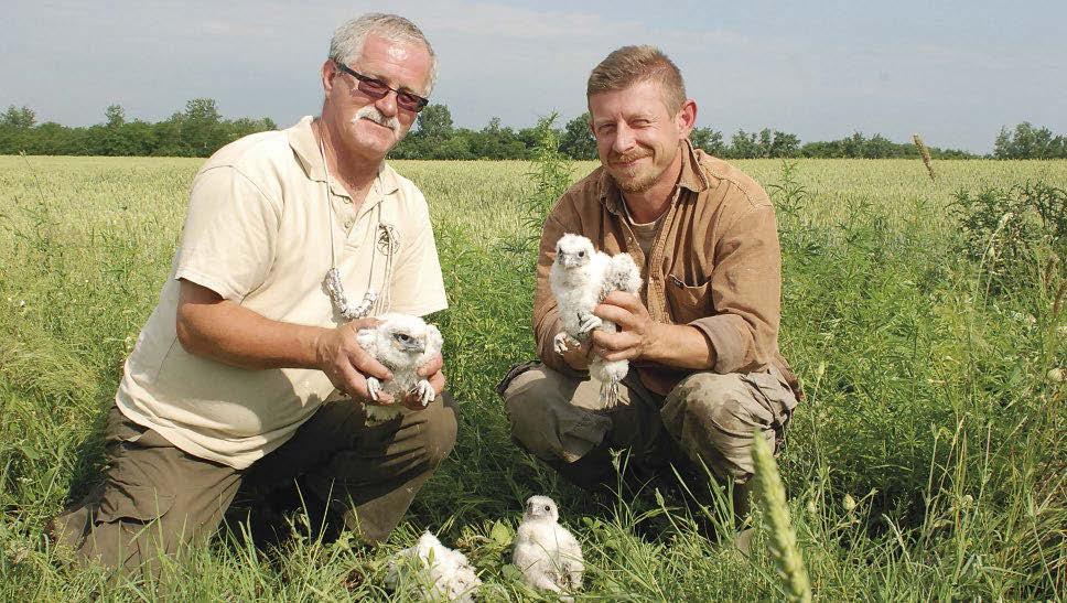 3. ábra: Benei Béla és Kossuth Levente kerecsensólyom-gyűrűzés (Falco cherrug) közben (fotó: Bagyura János) / Béla Benei and Levente Kossuth in the course of ringing of Saker Falcon chicks csensólyom.