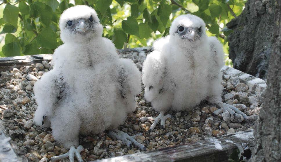 5. ábra: Kerecsensólyom (Falco cherrug) fiókái fára kihelyezett mesterséges fészekben (fotó: Bagyura János) / Saker Falcon chicks in artificial nest built on tree István, Kepes Zsolt, Kiss Ádám,