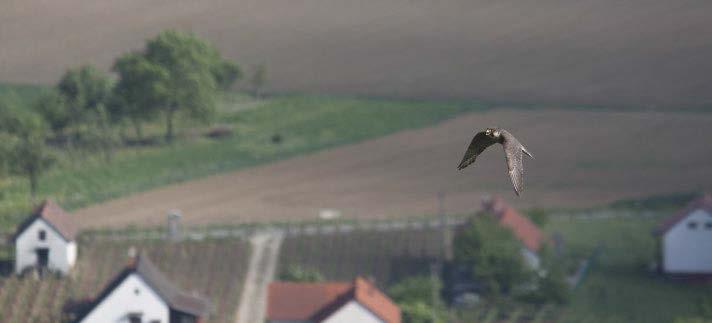 1. ábra: Öreg vándorsólyom (Falco peregrinus) (fotó: Jakus László) / Adult Peregrine Falcon meracsapda sem került a fészekhez.