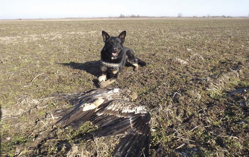 2. ábra: A Falco által megtalált mérgezett parlagi sas (Aquila heliaca) (fotó: Deák Gábor) / Poisoned Eastern Imperial Eagle found by "Falco" 3.