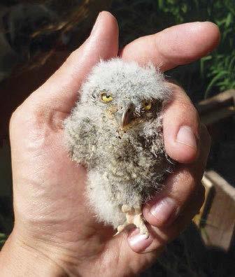 2. ábra: Füleskuvik (Otus scops) tojásos fészke / Nest of Eurasian Scops-owl with eggs ben éppen elfér ebben a nyílásban, emellett könynyedén be és ki is tudnak repülni, de még mielőtt ezt megtennék