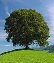 Kislevelű hársfa Ezüstfenyő (szúrós luc) 20 25 m magasra növő, kissé szabálytalan, lekerekedően oszlopos koronájú, többnyire tövétől ágas fa.