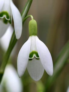 Erősebb fényben, illetve a virágzás előrehaladtával a külső lepellevelek elhajolnak a belsőktől, így sajátos megjelenést kölcsönöznek a virágnak.