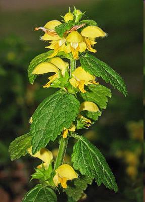 europaeum), sárga árvacsalán (Galeobdolon luteum), erdei madársóska (Oxalis acetosella), erdei