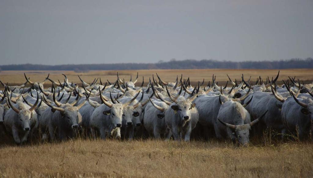 Fontos hangsúlyozni, hogy noha a Magas Természeti Értékû Területek közel fele természetvédelmi oltalom alatt áll (Natura 2000 terület, vagy védett természeti terület), a támogatásra jogosult